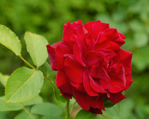 Red rose in nature