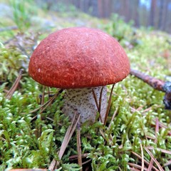 Close-up of a orange-cap boletus