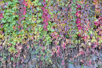 Colorful autumn creeper leaves together with green leaves in Can