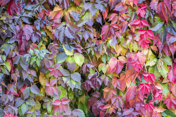 Colorful autumn creeper leaves together with green leaves in Can