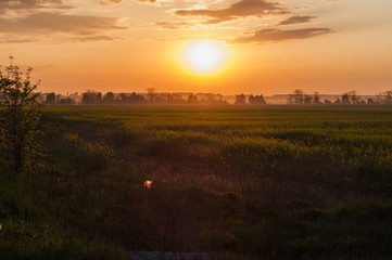 sunrise over a field