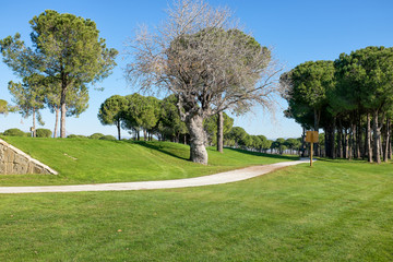 playing golf on a golf course