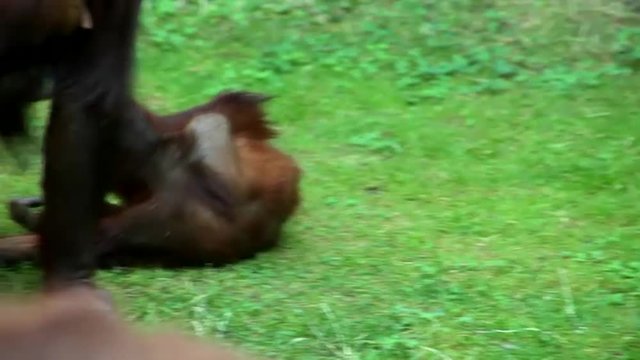 An orangutan mother led away her grazing kid very brusque. Social ease in monkey family. The beauty of the original wildlife in the HD footage.
