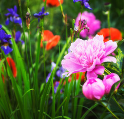 Fototapety na wymiar - Fototapeta24.pl