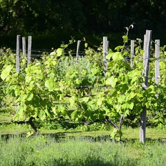 Naklejka premium Italian Vineyards - Valpolicella Wine