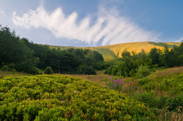Obraz premium Summer mountain landscape with blueberry bushes and flowers will