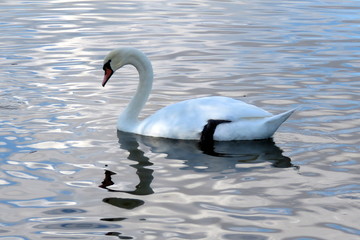Fototapeta premium A Swan gliding on the mere at Hornsea, East Yorkshire UK 