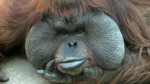 Mobile eyes and lips of an orangutan male, chief of a monkey family. Human expression on macro face of the great ape. Amazing beauty of the wildlife in the HD footage close up.

