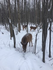 Fototapeta premium wild life