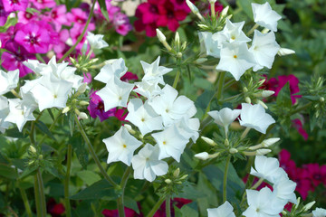 flower in the garden