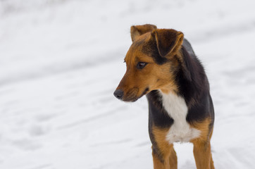 Outdoor portrait of stray three colored dog at winter season