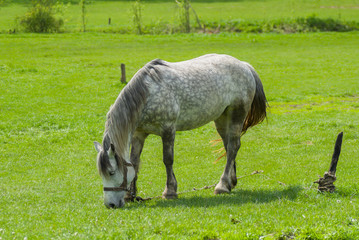 Dappled mare grazing fresh herbs on a spring pasture