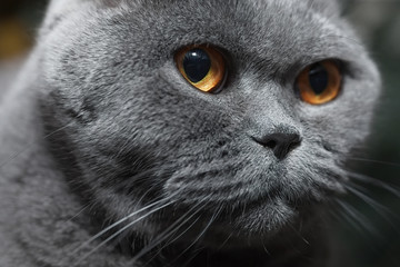 Muzzle of gray cat