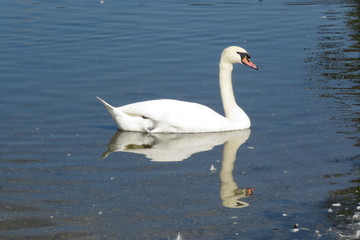 A Swan gliding on the mere at Hornsea, East Yorkshire UK
