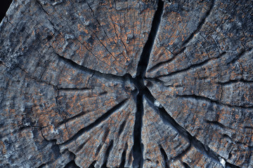 abstract cross section of tree