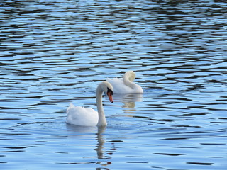 Two swans on the mere at Hornsea, East Yorkshire UK