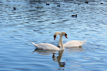Two swans on the mere at Hornsea, East Yorkshire UK