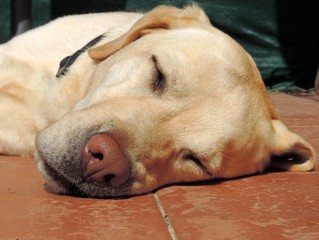 Labrador Golden Retriever sleeps