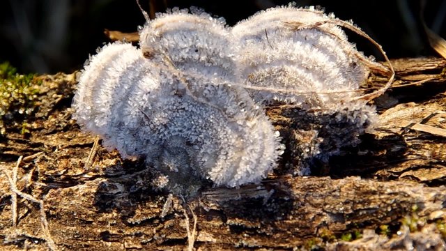Frozen mushrooms in a tree in winter
