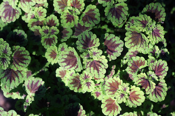 painted nettle plant as background.