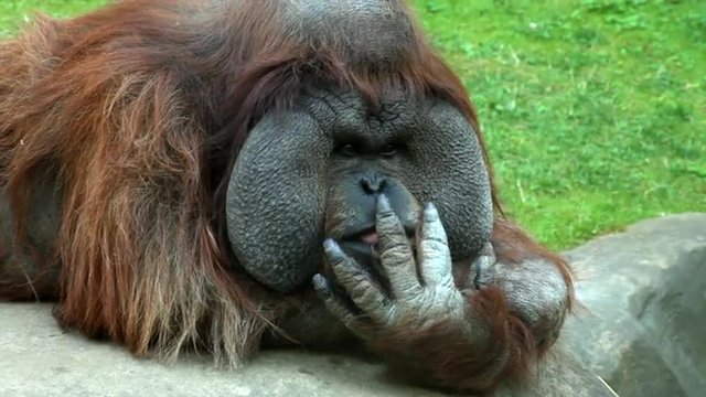 An orangutan male, chief of the monkey family, lying on his boulder throne and cleaning his fingers with teeth and tongue. Amazing beauty of the wildlife in the HD footage.
