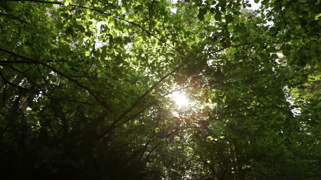 Sun breaking through leaves and branches