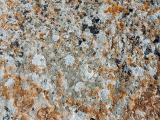 Orange and yellow round lichens