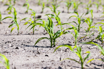 corn field. close-up  