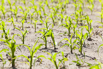 young sprout of corn  