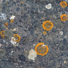 Orange round lichens on a dark grey stone