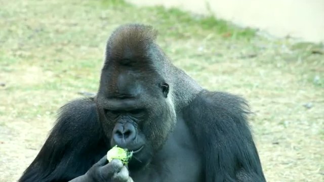A gorilla male, severe silverback, front view close up, eating broccoli. Great ape, the most dangerous and biggest monkey of the world. Amazing beauty of the wildlife in the HD footage.
