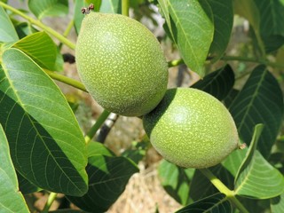 Picture of a two green immature walnuts
