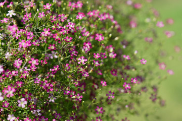 Closeup gypsophila flower.