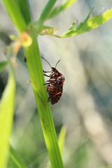 Graphosoma lineatum is a species of shield bug in the family Pentatomidae on blade of grass 
