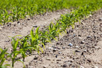 corn field. close-up  