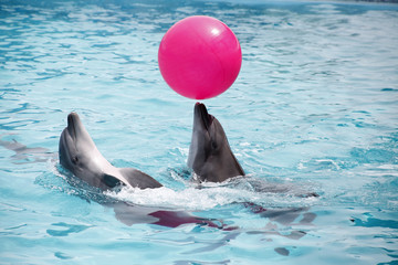 cute dolphins during a speech at the dolphinarium