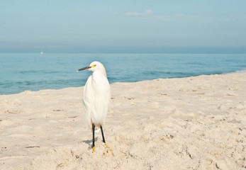 Snowy Egret standing on a tropical beach in the Gulf of Mexico