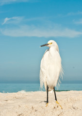 Snowy Egret standing on a tropical beach in the Gulf of Mexico