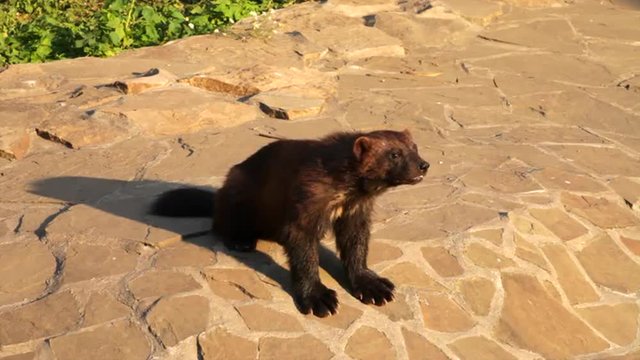 A glutton male in sunset light. Very dangerous beast from the northern forest. Smart, dodgy and very strong predator, gulo gulo, outstanding representative of the Arctic wildlife.
