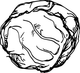 White cabbage. Vector illustration