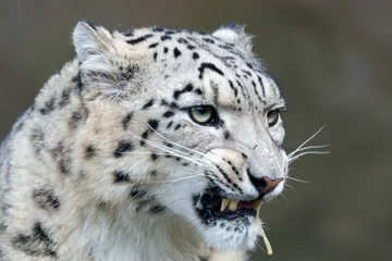 Foto op Canvas Snow leopard © Marek R. Swadzba
