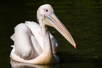 great white pelican