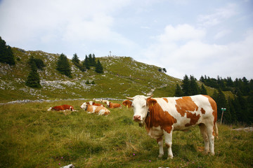 Fototapeta na wymiar Breitenstein, Mangfallgebirge, Gipfel, Kühe