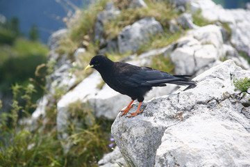 Dohle; Corvus monedula
