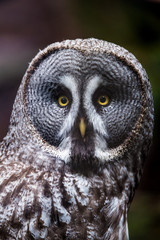 Great grey owl