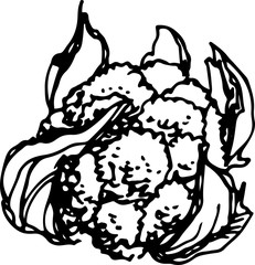 Cauliflower. Vector Illustration