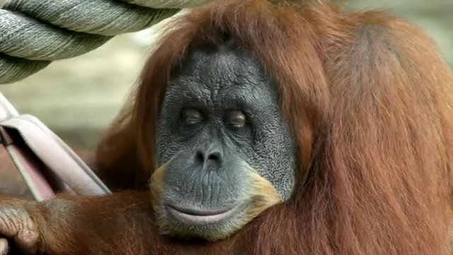 Eye contact with a boring mature orangutan female. Amazing great ape with human like expression. Wild beauty of the excellent big primate in the amazing HD footage.

