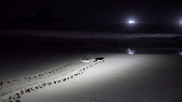 Female turtle walking towards sea at night
