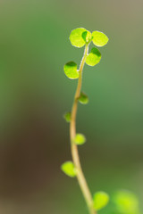 Green new sprout