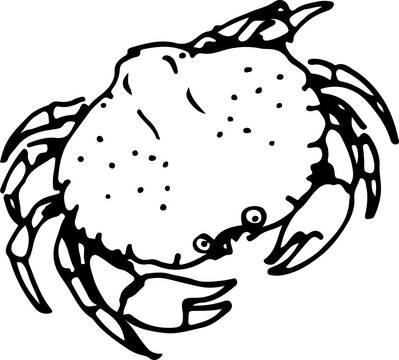 Crab. Vector illustration